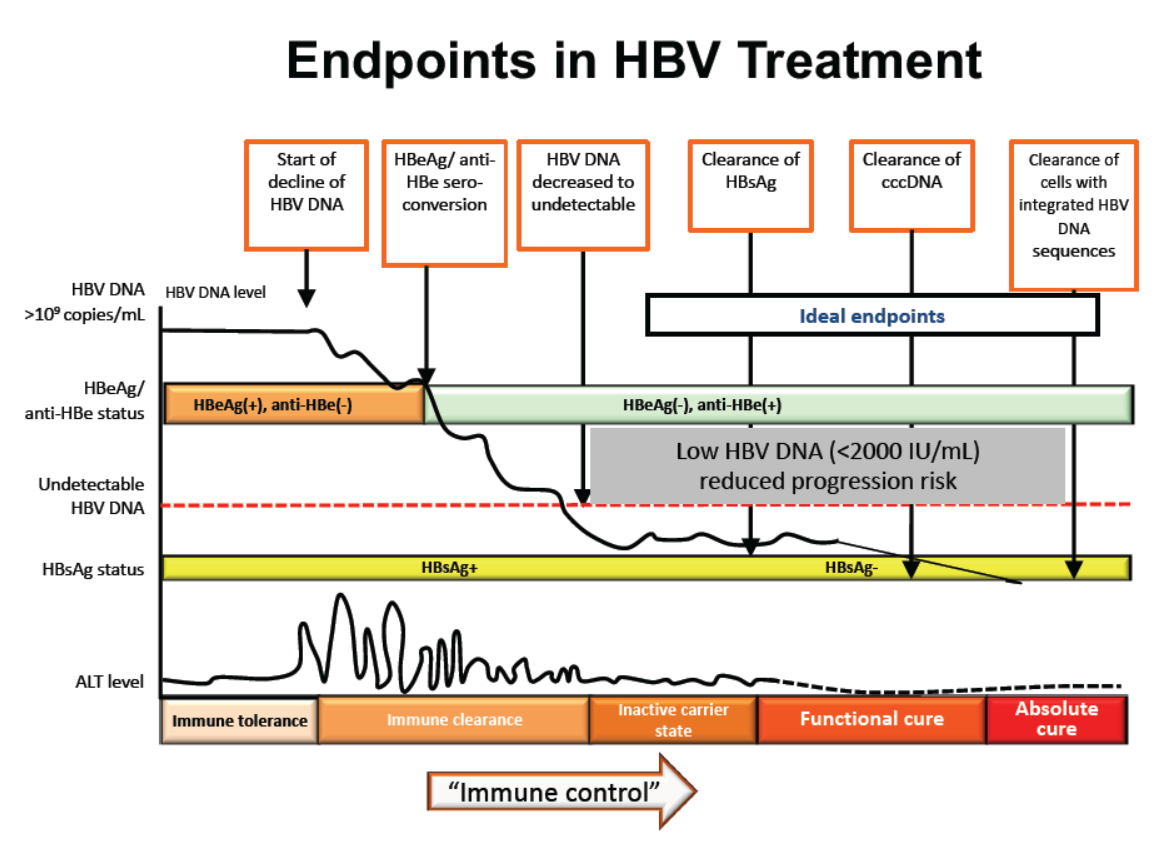 Hepatitis B Treatment—not Necessarily A Life-long Commitment – HepSAY