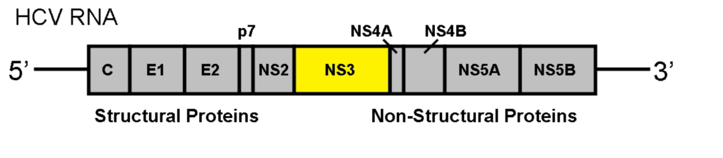 Diagram of the RNA of the hepatitis C virus, with the section that codes for NS3 shown in yellow (Image courtesy of the International Journal of Molecular Sciences)