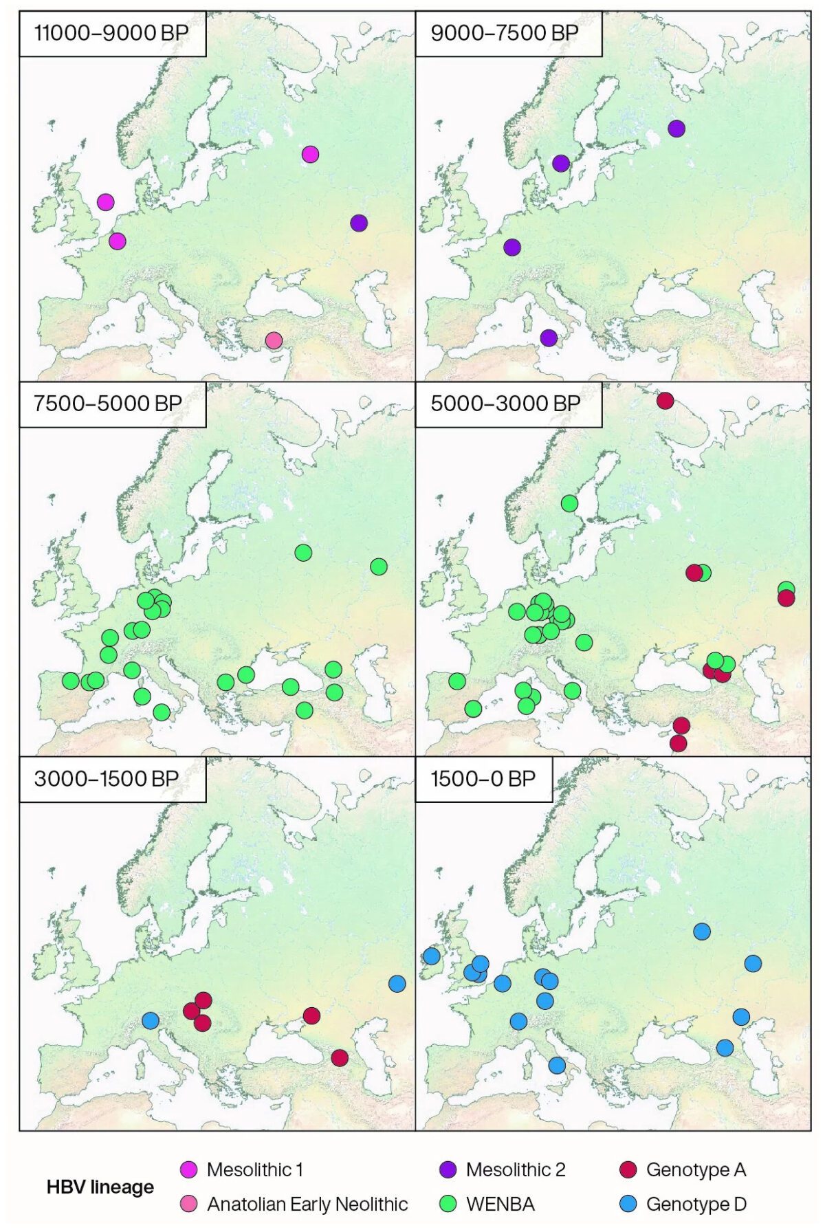 Geographic distribution of ancient HBV genomes within different time-periods, coloured by lineage. (BP = Before Present). (Illustration courtesy of Science [www.science.org/stoken/author-tokens/ST-161/full])